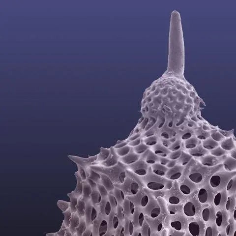 American Fantasy Gasebo Radiolarian Photograph For Sale - Image 3 of 7