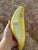 Italian Glazed Ceramic Banana Sculpture (After Warhol) (After Maurizio Cattelan) For Sale - Image 17 of 18