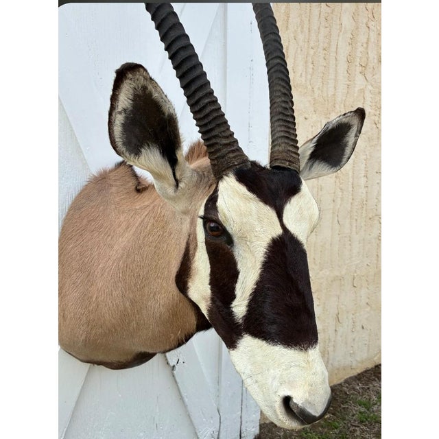 Huge African Gemsbok Oryx Antelope Shoulder Mount Taxidermy South Africa For Sale - Image 17 of 17
