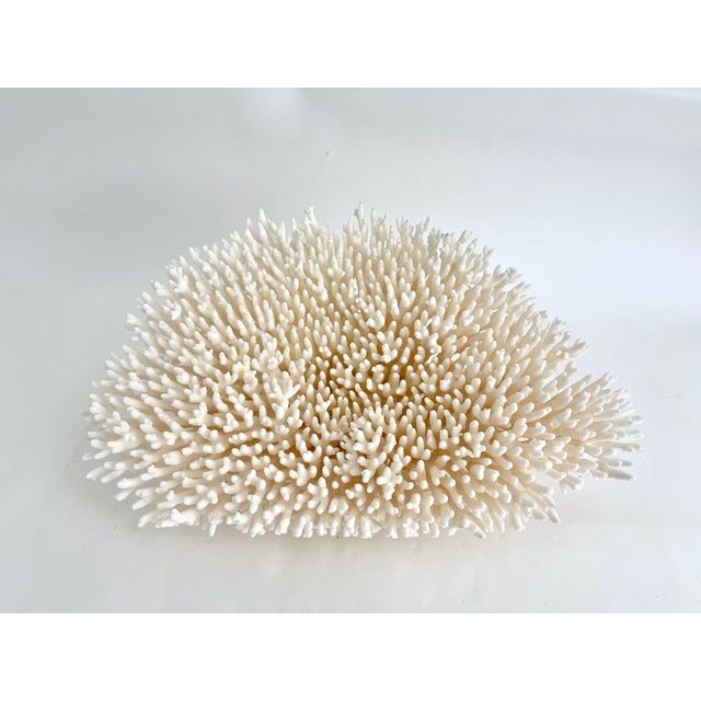 White Massive Natural Table Coral Specimen For Sale - Image 8 of 8