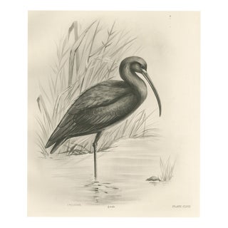 After Lilian Medland, Glossy Ibis, 1909, Print For Sale