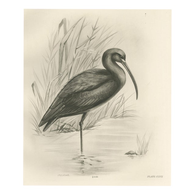 After Lilian Medland, Glossy Ibis, 1909, Print For Sale