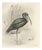 After Lilian Medland, Glossy Ibis, 1909, Print For Sale