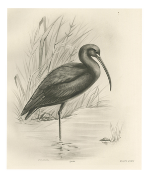 After Lilian Medland, Glossy Ibis, 1909, Print