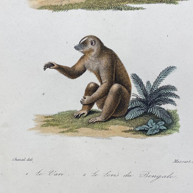 French Antique 18th Century Animal Engraving Hand Colored Signed Artwork For Sale - Image 4 of 8