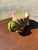 Shabby Chic 70s Ceramic Hand Painted Turtle Indoor Planter For Sale - Image 3 of 7