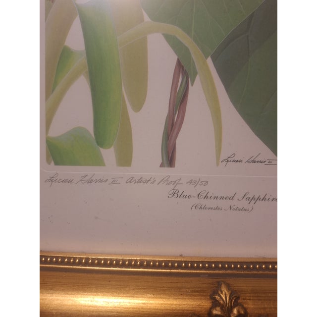 Blue 1960s Rare Lucien Harris III Signed/Numbered Print 43/50 - Blue-Chinned Sapphire Hummingbird - Framed For Sale - Image 8 of 8