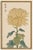 Yellow Mum by Hasegawa, Vintage Japanese Botanical Art Print, 36" X 54" For Sale In Buffalo - Image 6 of 10