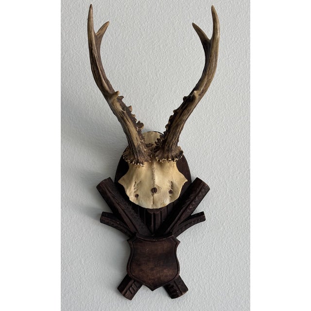 Wood Collection of Antique Black Forest Roe Deer Trophy Antler Mounts - Set of 3 For Sale - Image 7 of 17