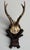 Wood Collection of Antique Black Forest Roe Deer Trophy Antler Mounts - Set of 3 For Sale - Image 7 of 17