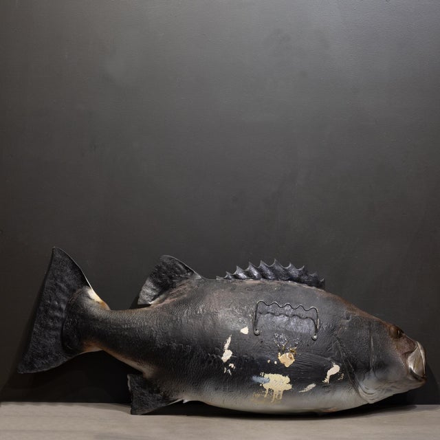 Animal Skin Large Vintage Taxidermy Fish c.1950-1970 For Sale - Image 7 of 7