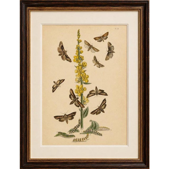 Paper Humphreys & Westwood, British Moths and Caterpillars on Mullein, 1845, Color Lithograph For Sale - Image 7 of 9