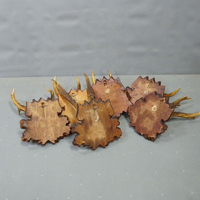 Brown Set of Six Antique Roe Deer Trophies, Germany Ca. 1890s / 1900s For Sale - Image 8 of 10