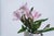 The Bee and Mother Nature by Karina Rodríguez | Oil on panel Still life of pink flowers in a vase For Sale
