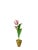 The Green Vase x Chairish Mini Tulip Plant in White with Purple Stripe For Sale - Image 4 of 4