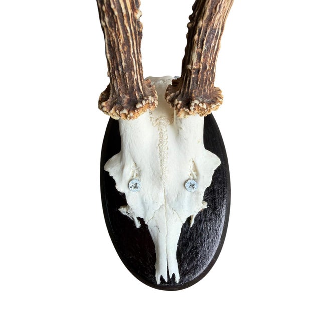 Roe Deer Trophy 70 Black Forest Antlers Mount For Sale - Image 4 of 5