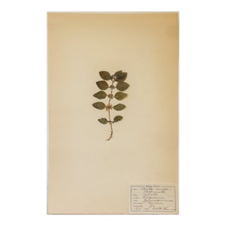 Antique Swedish Herbarium - Wild Mint, Circa 1908 For Sale