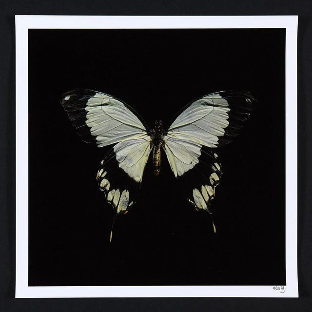 Alexander James Hamilton Swarm (set of 4), (2011) For Sale - Image 4 of 10