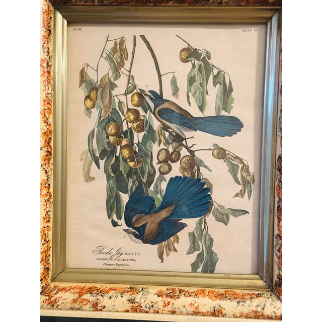 1920s Vintage Bird Print, Framed For Sale - Image 5 of 8