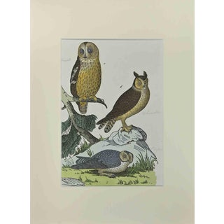 Johann Friedrich Naumann, Owls, Etching, 1840 For Sale