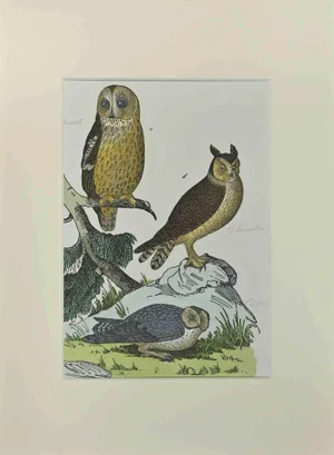Johann Friedrich Naumann, Owls, Etching, 1840