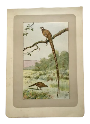 1907 “Le Faisan Venere” French Photogravure Print of a Reeves Pheasant -