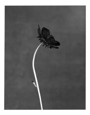 Black Bloom - Limited Edition Large Format Floral Photography on Fine Art Paper 2024