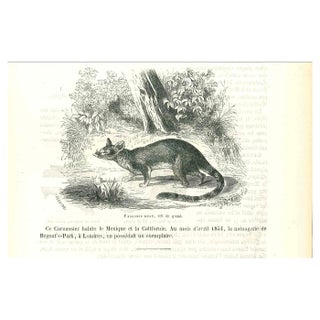 Paul Gervais, The Mouse, Lithograph, 1854 For Sale