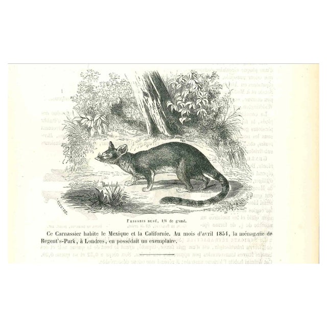 Paul Gervais, The Mouse, Lithograph, 1854 For Sale