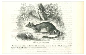 Paul Gervais, The Mouse, Lithograph, 1854