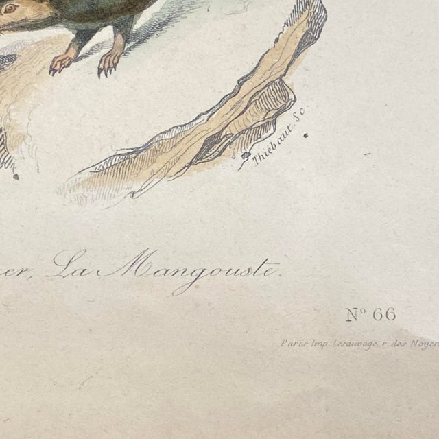 Tan French Antique 18th Century "Le Cayopollin" Animal Engraving Hand Colored Signed Artwork For Sale - Image 8 of 11
