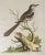 English Antique George Edwards Hand Colored Bird Etchings - a Pair For Sale - Image 3 of 5