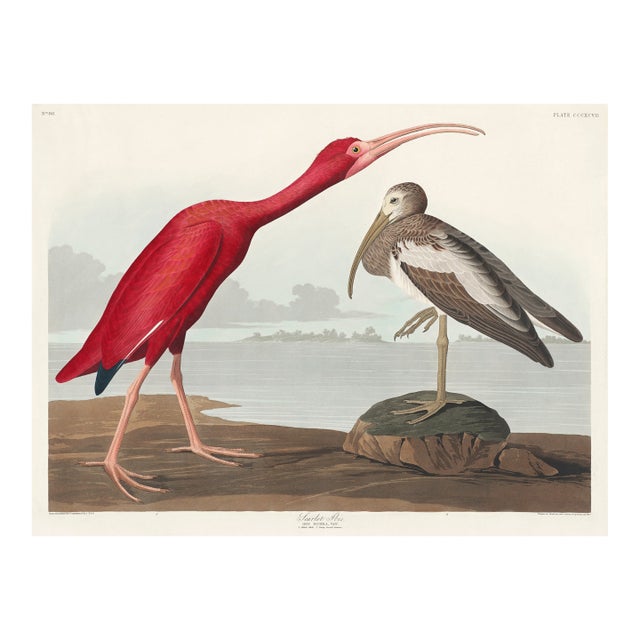 Scarlet Ibis by John James Audubon, Vintage Art Print Reproduction, 24" × 18" For Sale