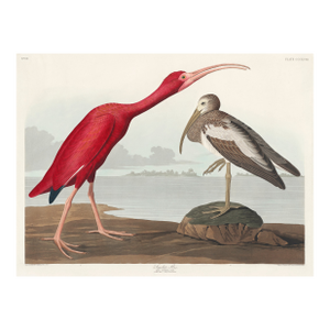 Scarlet Ibis by John James Audubon, Vintage Art Print Reproduction, 24" × 18"