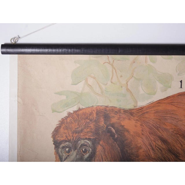 Red Hair Monkey School Poster, 1910s For Sale - Image 3 of 8