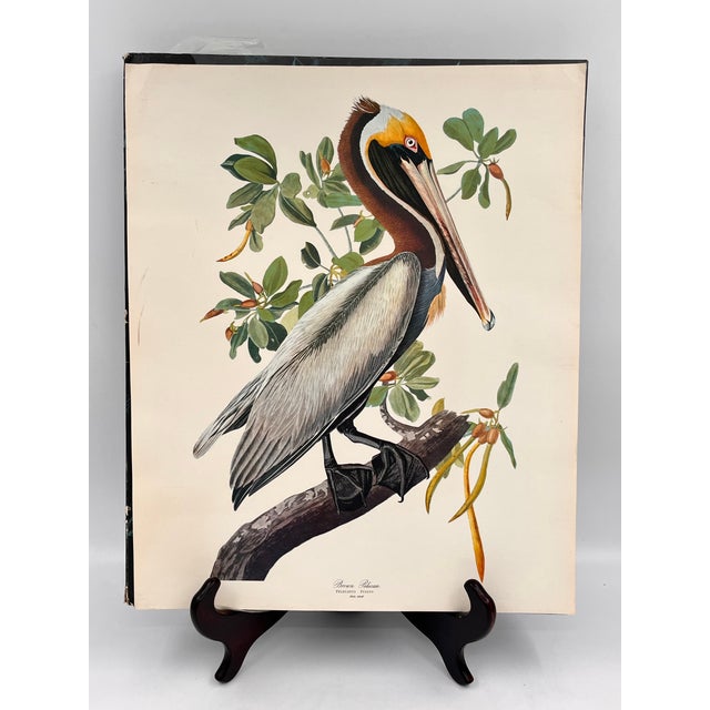 American 1964 Audubon Folio Lithograph Great Bird Paintings - "Brown Pelican" 17x14 For Sale - Image 3 of 6