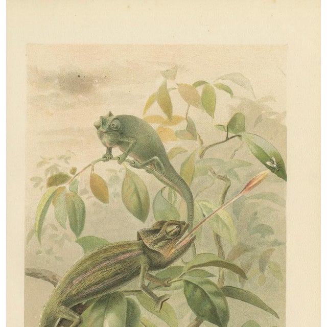 Gold P. J. Smit, Chameleons in Tropical Foliage, 1895, Color Lithograph For Sale - Image 8 of 10