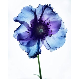 "A Botanical 23" Original Still Life Photograph by Michael Filonow For Sale