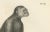 C. C. Last, Macaque, Mandrill & Dikbuik Monkeys, Lithographs, 1836, Set of 2 For Sale - Image 6 of 11