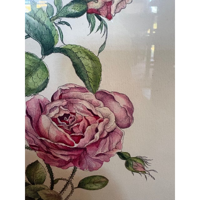 Traditional A Hand Colored Engraving of Pink Roses For Sale - Image 3 of 15