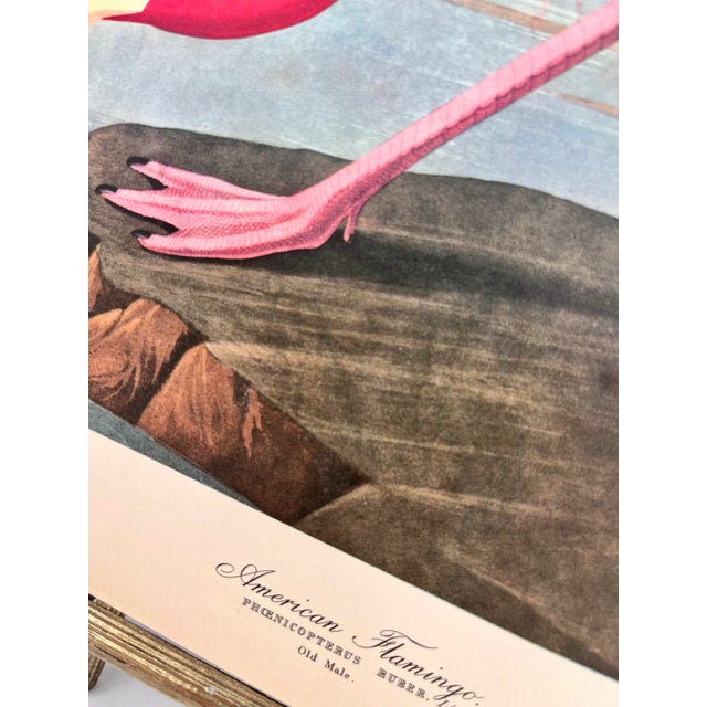 1960s 1964 Audubon Folio Lithograph Great Bird Paintings – “American Flamingo” 17x14 For Sale - Image 5 of 5