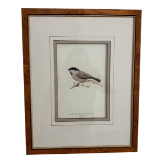 Ethan Allen Antique Bird Print: Atricapillus For Sale