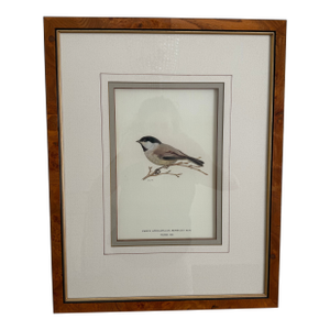 Ethan Allen Antique Bird Print: Atricapillus