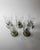Vintage Etched Floral Clear Wine Glasses with Olive Green Stems, Set of 5 For Sale - Image 3 of 13