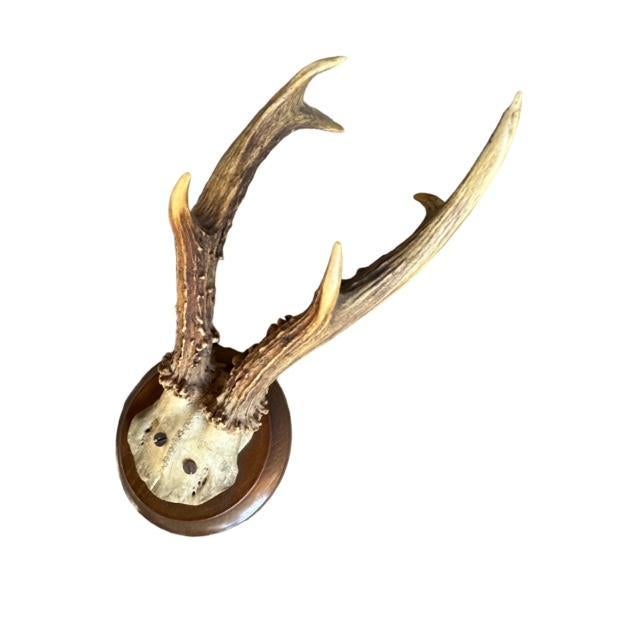 Cabin 1900s Roe Deer Trophy #883 Black Forest Antlers Mount For Sale - Image 3 of 5