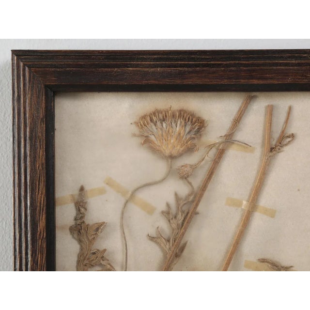 French Pressed French Botanical, Circa 1897 For Sale - Image 3 of 11