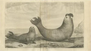 Anson, Illustration of Two Sea Lions on the Shore of Juan Fernandes, 1749, Print
