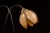 Early 20th Century Early 20th Century Art Nouveau Double Tulip Slag Glass Table Lamp For Sale - Image 5 of 7