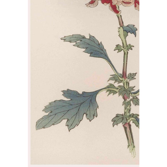 Spider Chrysanthemum by Hasegawa, Vintage Japanese Botanical Art Print, 36" X 54" For Sale - Image 4 of 9