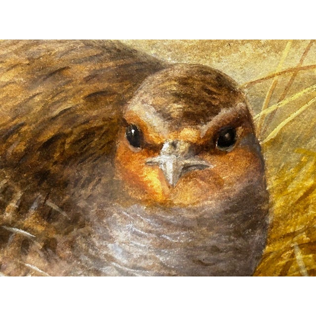 British Ornithology Watercolor of Grey Partridges in New Forest Moor in the Manner of Archibald Thorburn For Sale - Image 12 of 18
